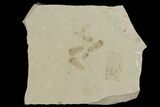 Fossil Beetle Cluster - Green River Formation, Utah #101616-1